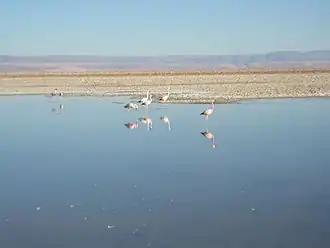 Flamencos en la laguna Chaxa del salar.