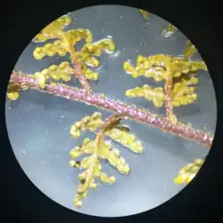 Pinna (vista abaxial)