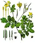Chelidonium majus L.