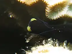 Chelidonura flavolabata