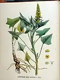 Ilustración de la especie (bajo su basónimo Chenopodium bonus-henricus) en Flora Batava of Afbeelding en Beschrijving van Nederlandsche Gewassen, Jan Kops y Frederik Willem van Eeden, Vol. 18, 1373, Leiden, 1889.