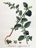 Ilustración de la especie (bajo su basónimo Chenopodium polyspermum) en Flora Batava of Afbeelding en Beschrijving van Nederlandsche Gewassen, Jan Kops y Christiaan Sepp, 317, Vol. 4, 1822.