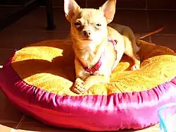 Chihuahua hembra