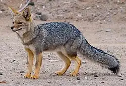 Zorro gris (Lycalopex griseus gracilis), La Rioja.
