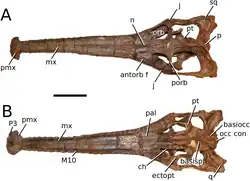 Peipehsuchus