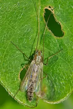 Chironomus yoshimatsui