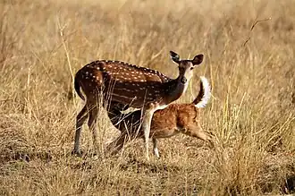 Hembra con su cría.