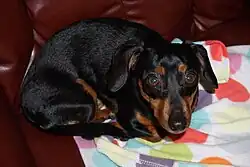 Chiweenie (Mezcla de Chihuahua y Daschund)