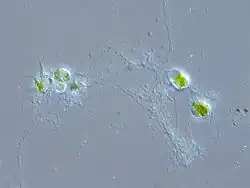 Reticulopodios en una cloraracniofita