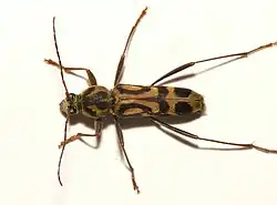 Chlorophorus annularis