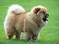 Chow Chow (China)