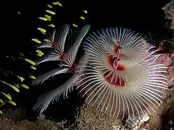 S. giganteus en Timor Este.