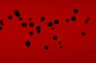 Las bacterias Chromobacterium violaceum producen un pigmento violeta, la violaceína, que además actúa como antibiótico