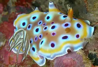 Goniobranchus geminus