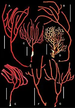 Colonias de C. marki, salvo D: Euplexaura sp