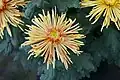 Chrysanthemum × morifolium