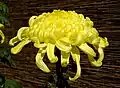 Flor Chrysanthemum morifolium