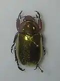 Chrysina aurigans