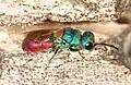 Chrysis scutellaris