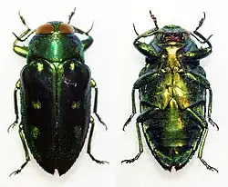 Chrysobothris ellyptica