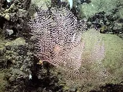 Chrysogorgia pinnata. a 3.144 m en la montaña marina de Davidson