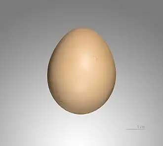 Huevo de faisán dorado, MHNT