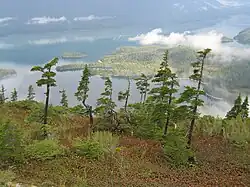 Árboles alpinos en el Prince William Sound