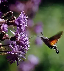 Flor con Macroglossum stellatarum