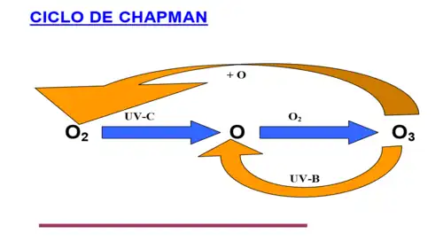 Ciclo de Chapman