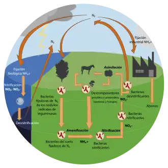 Ciclo del nitrógeno