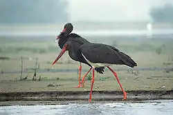 Lasach Antonińskich