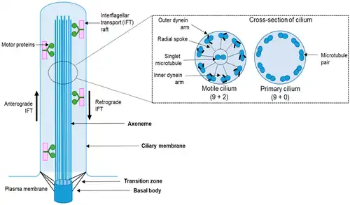 Estructura de una cilia.