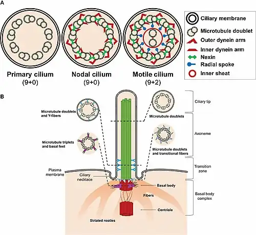 Estructura de la cilia Primaria, con estructura típica (9+0). Axonema en verde.