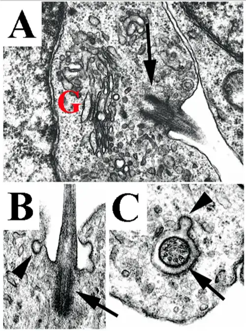 Cilio primario ultraestructura: B= corte longitudinal. C= corte transversal. Células embrionarias. Microscopio electrónico
