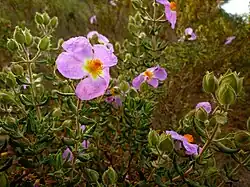Jara de Cartagena (Cistus heterophyllus)