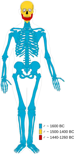 Composición de los huesos de la momia varón adulto de Cladh Hallan. Azul = varón adulto que data de 1600&nbsp;a.&nbsp;C., amarillo = varón adulto que data de 1500 a 1400&nbsp;a.&nbsp;C., rojo = varón adulto que data de 1440 a 1360&nbsp;a.&nbsp;C. Según Jayd Hanna, Abigail S. Bouwman, Keri A. Brown, Mike Parker Pearson and Trence A. Brown (2012).
