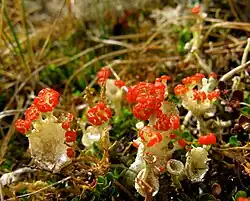 Cladonia diversa