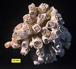 Cladocora (coral)