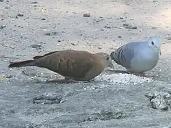 Pareja de Claravis Pretiosa