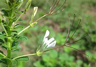 Cleome gynandra presenta andróforo y ginóforo: el andróforo en forma de tubo rodea al ginóforo que porta el gineceo.[50]​