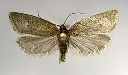 Clepsis senecionana