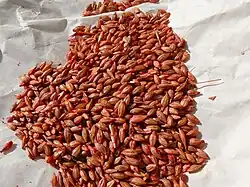 Clorofacinona presentada en granos de cebada.