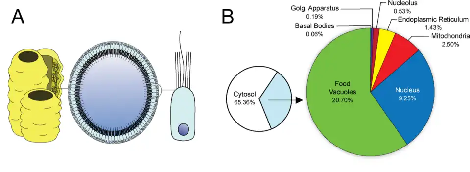 Coanocito y su ubicación en una esponja simple.