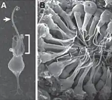 Ultraestructura de coanocitos, flecha= flagelo. Microscopía electrónica.