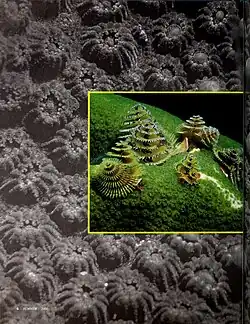 S. giganteus en Montastraea cavernosa.