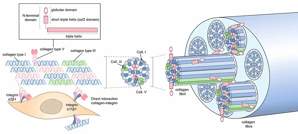 Fibrilla = collagen fibril. Colágeno V (en rosado) Colágeno III (en verde) Colágeno I (en azul)