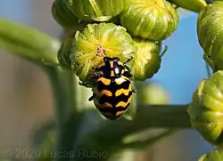 Variante Coleomegilla quadrifasciata quadrifasciata.