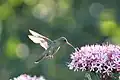 Colibrí libando en la flor de un ejemplar de Sambucus nigra en Laguna Paiva, Santa Fe, Argentina.