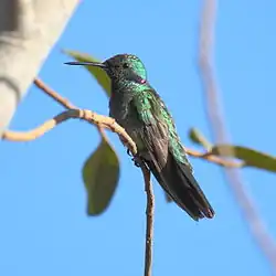 Colibri serrirostris White-vented Violetear