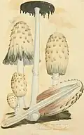 Ilustración de Coprinus comatus de 1797[8]​